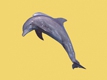 海豚